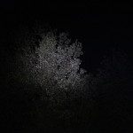 Into a tree on turbo - 100+ ft