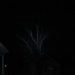 Turbo; On tree across the road